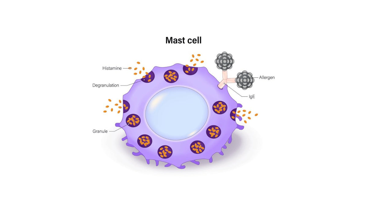 Non-Allergic Cell-Mediated Rhinitis
